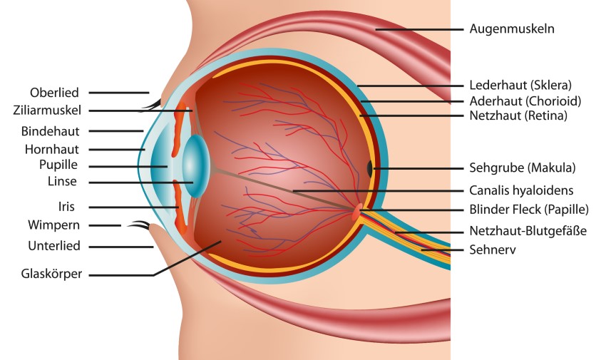 Aufbau eines menschlichen Auges