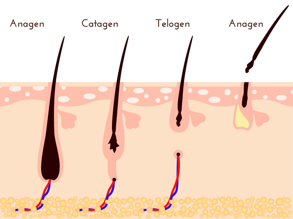 3 Phasen des Haarwachstums