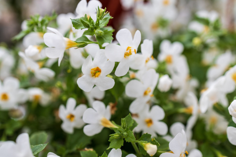 Bacopa-Monnieri