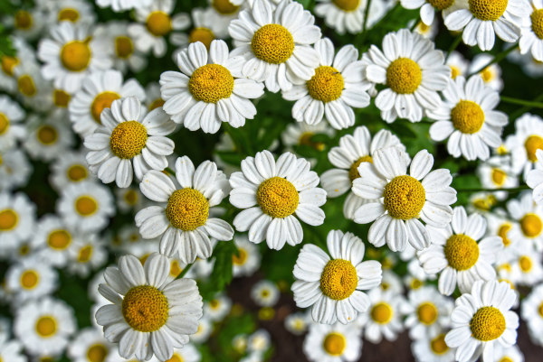 Chrysanthemum-parthenium