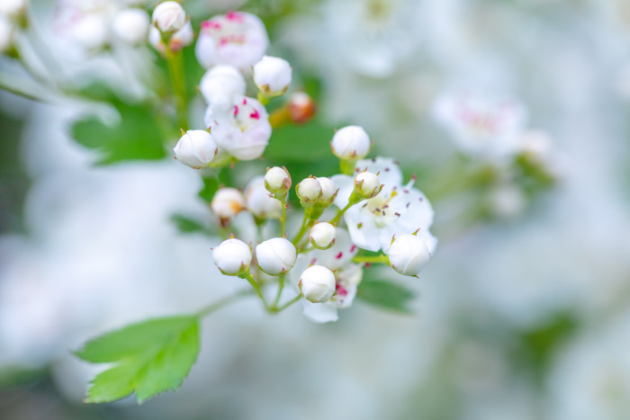 Crataegus-laevigata