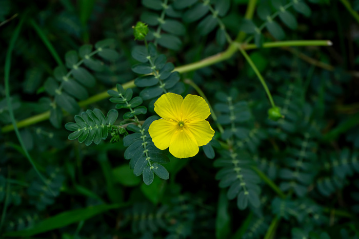 Tribulus Terrestris