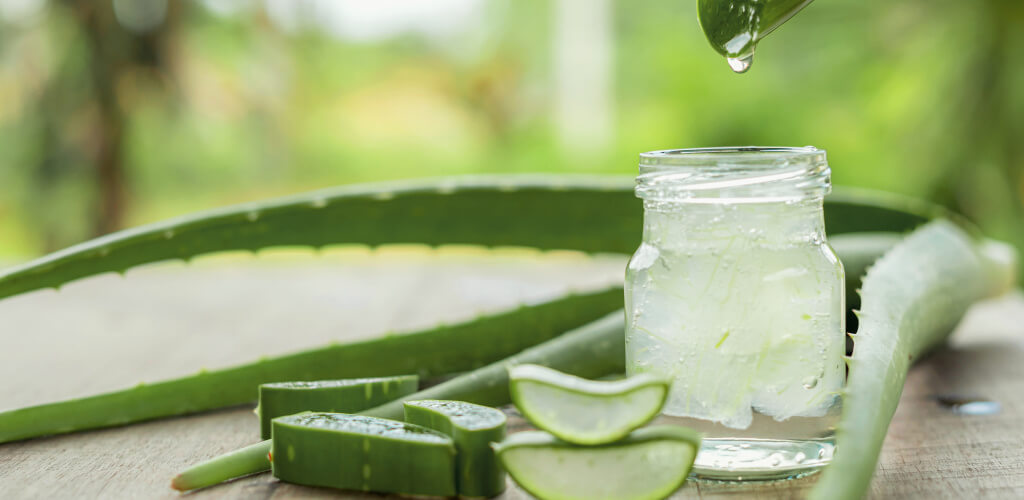 Aloe Vera ist eine sehr nützlich pflanzliche zur Behandlung der Haut und bei der Hautpflege.