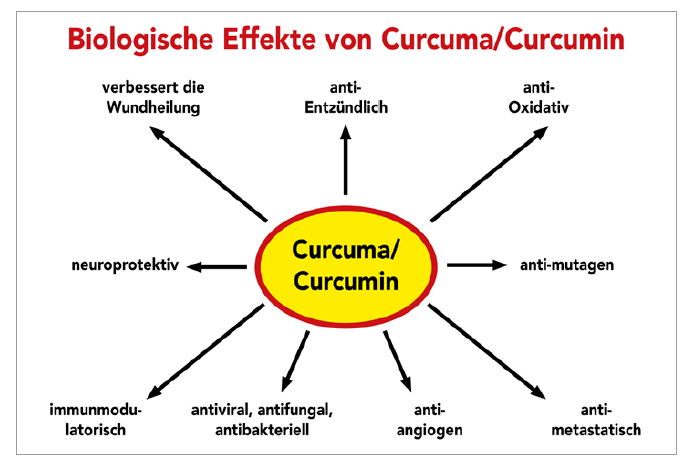 Biologische Effekte von Curcumin